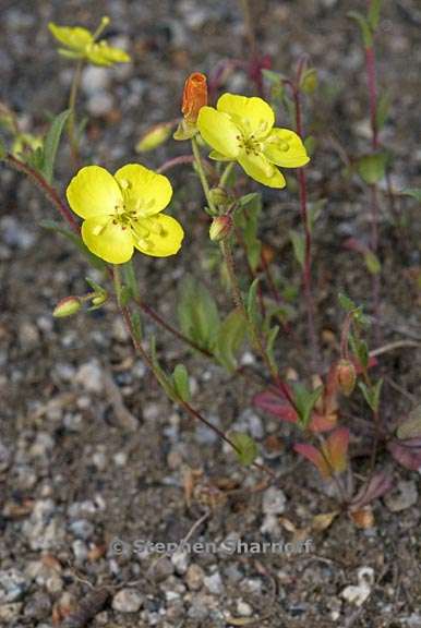 camissonia sierrae ssp sierrae 2 graphic